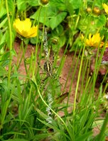 Argiope-4449.jpg