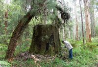 008-Treestump web.jpg