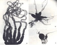 Ovar Tunif QW web.jpg (55.47 KiB) 106301-mal betrachtet Ovar Tunif QW web.jpg