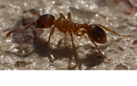 Myrmica.png