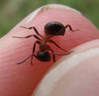 Coptoformica sp.2.JPG