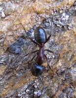 Camponotus cf herculeanus Major.JPG