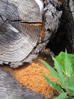 Nest Camponotus cf. ligniperdus.JPG