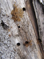 Nesteingänge Camponotus.JPG