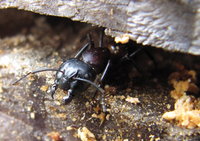 Wächterin Camponotus.JPG