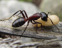 Camponotus mit Puppe.JPG