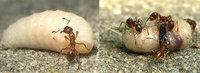 Bild-10-Myrmica-rubra.jpg