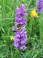 Sumpfschrecke auf Orchidee Dactylorhiza maculata.JPG