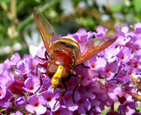 Volucella2-4458.jpg