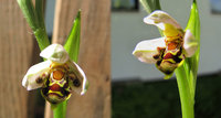 Ophrys-3+4.jpg