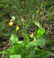 3-Cypripedium.calceolus.jpg