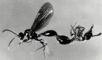 Myrmecina ArbPaarung.jpg