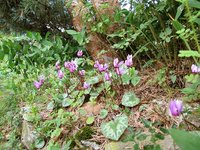 Cyclamen-4461.jpg