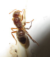 Lasius (Chthonolasius) cf 1.JPG