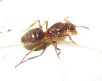 Lasius Chthonolasius cf 2.JPG