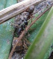 Formica (Serviformica) erbeutet Lasius Gyne.JPG