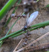 Formica (serviformica) sp erbeutet Männchen.JPG