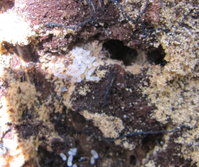 Lasius brunneus3.JPG