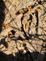 Lasius cf flavus.JPG