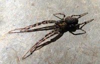 3-Spinne-Fr.-Cr._4471.jpg (103.73 KiB) 111431-mal betrachtet 3-Spinne-Fr.-Cr._4471.jpg