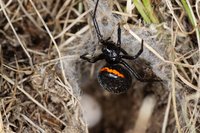 Steatoda paykulliana (6).jpg