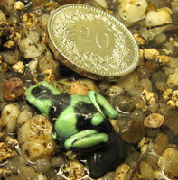 Dendrobates auratus Jungtier.JPG