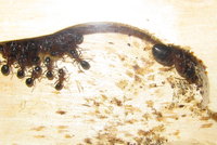 Camponotus Gyne liegt auf dem Rücken.JPG