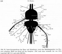 2-Anatomie-F.-pol.-NS-Thorax.jpg