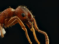 01 Myrmica_rubra2.jpg