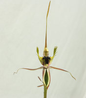 Spider-Orchid-0126.jpg