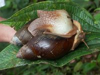 Achatina Par. 339.jpg