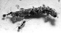 Aphaenogaster-Larven.jpg