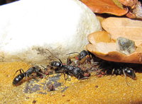 Ectomomyrmex astutus tragen Futter ein.JPG