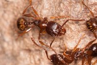 Aphaenogaster_subterranea_20150317_05.jpg