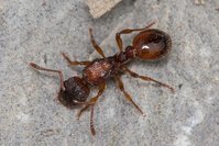 Myrmica_sp_20150416_03.jpg