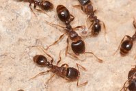 Tetramorium_sp_20150416_02.jpg