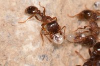 Tetramorium_sp_20150416_01.jpg