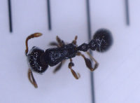 Myrmicinae1.jpg