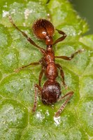 Myrmicinae_20150520_01.jpg