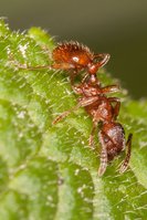 Myrmicinae_20150520_02.jpg