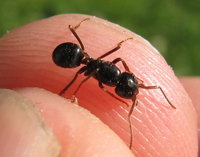 Gyne Lasius fuliginosus.JPG