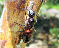 Camponotus ligniperdus Gyne.JPG