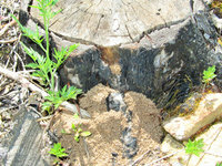 Nest Camponotus vagus.JPG