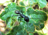 Camponotus vagus Major.JPG