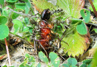 Camponotus ligniperdus Gyne fällt Serviformica zum Opfer.JPG