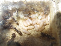 Serviformica mit kleinen Puppen.JPG