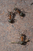 Formica sp2.png