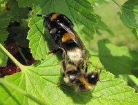 Bombus-Kopula-3240.jpg