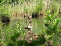 3-Nilgänse_5294.jpg