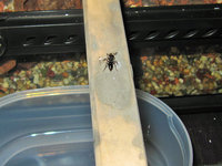 Ectomomyrmex astutus passiert Brücke.JPG (720.18 KiB) 103447-mal betrachtet Ectomomyrmex astutus passiert Brücke.JPG